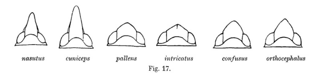 Issidae? Mycterodus cuniceps?